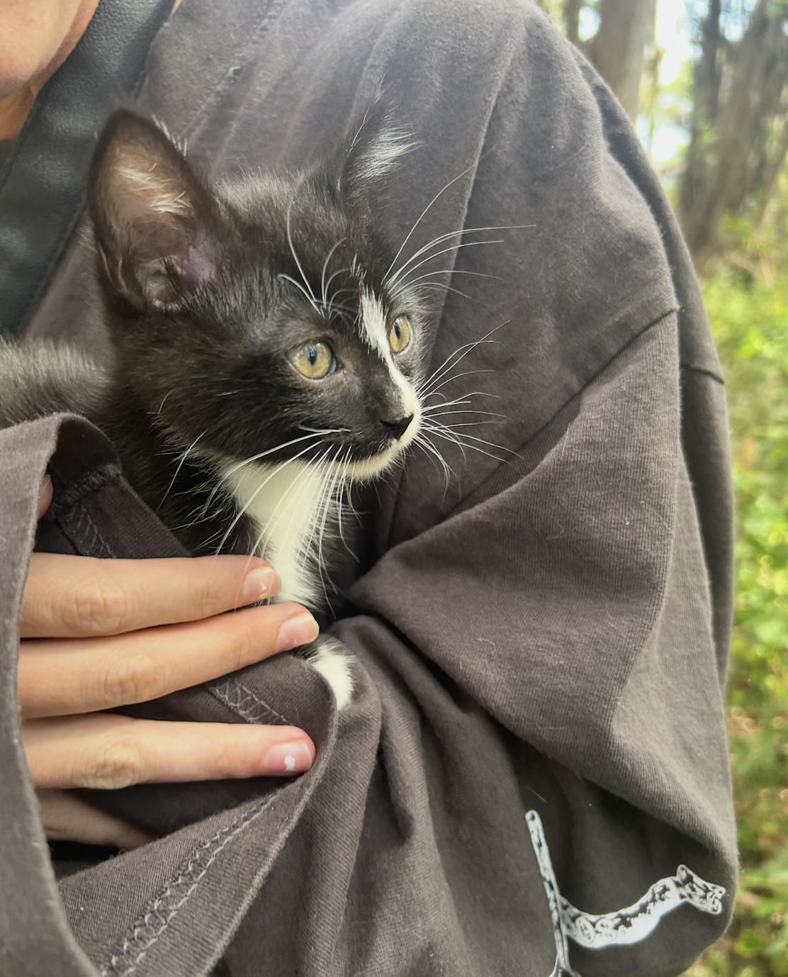 Oscar, Adoptable, Kitten Male Domestic Short Hair.