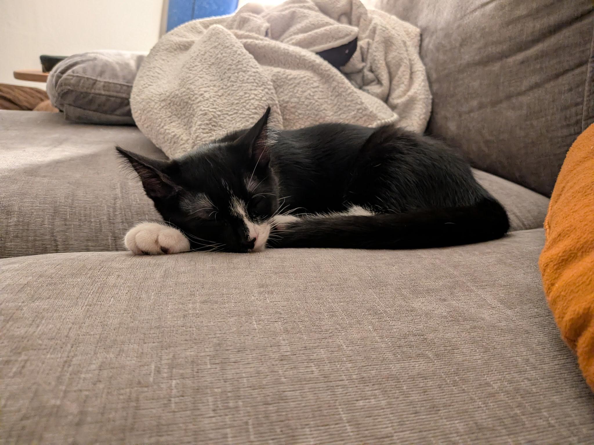 Enlarge Oscar, a Adoptable Domestic Short Hair in San Luis Obispo, CA image 6/6