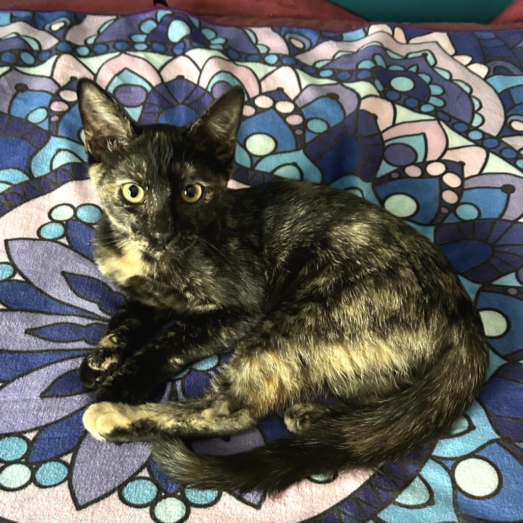 Mocha — thumbnail 2