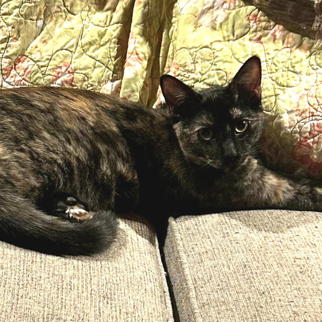 Mocha — thumbnail 3