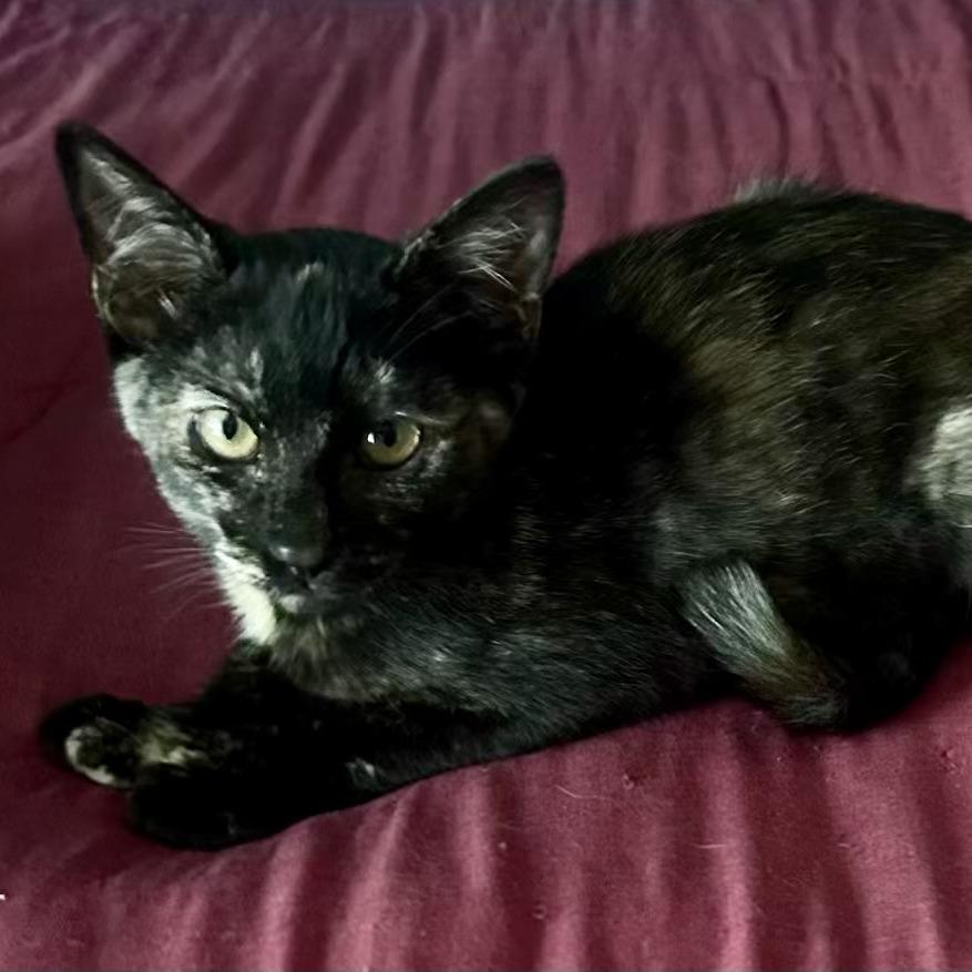 Mocha — thumbnail 4