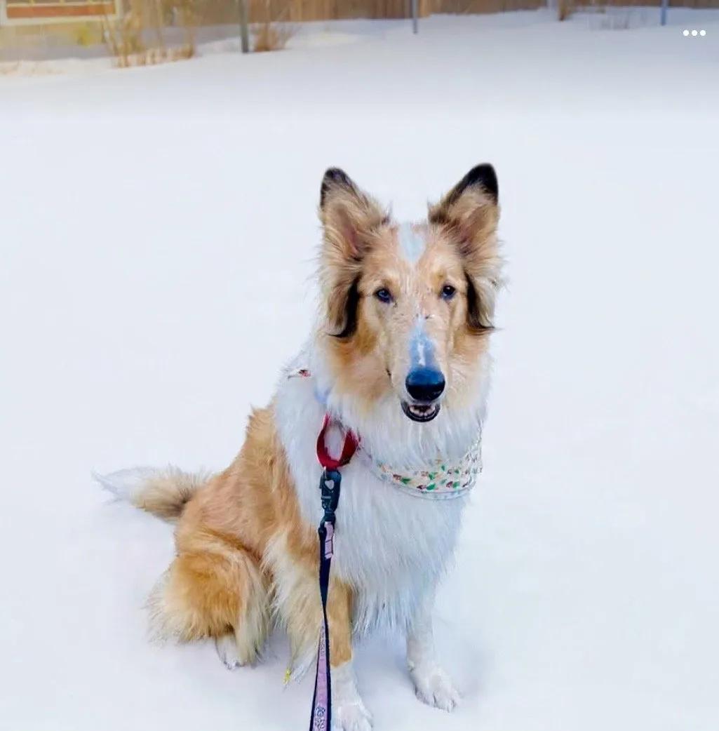 Enlarge Libby, a ADOPTABLE Rough Collie in Lisle, IL image 5/5