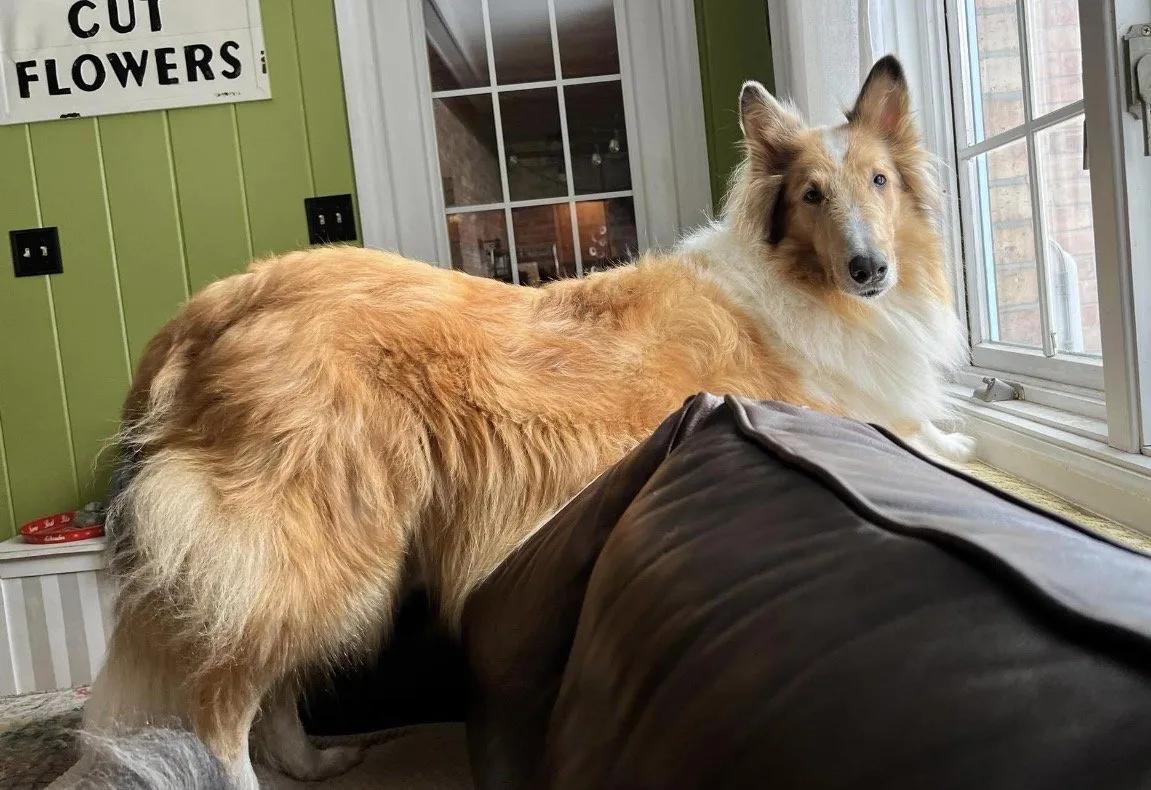 Libby, ADOPTABLE, Young Female Rough Collie.