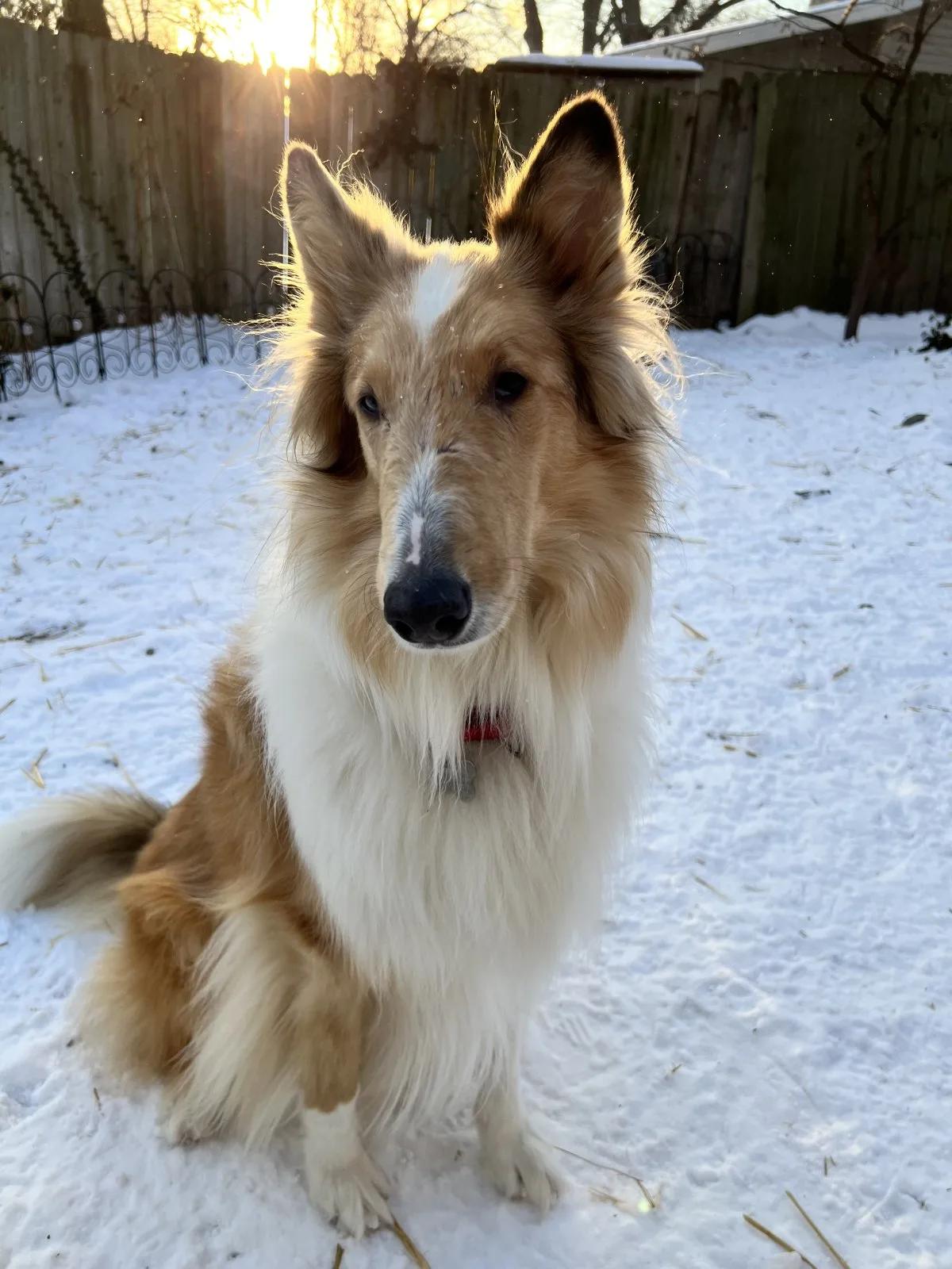 Enlarge Libby, a ADOPTABLE Rough Collie in Lisle, IL image 4/5