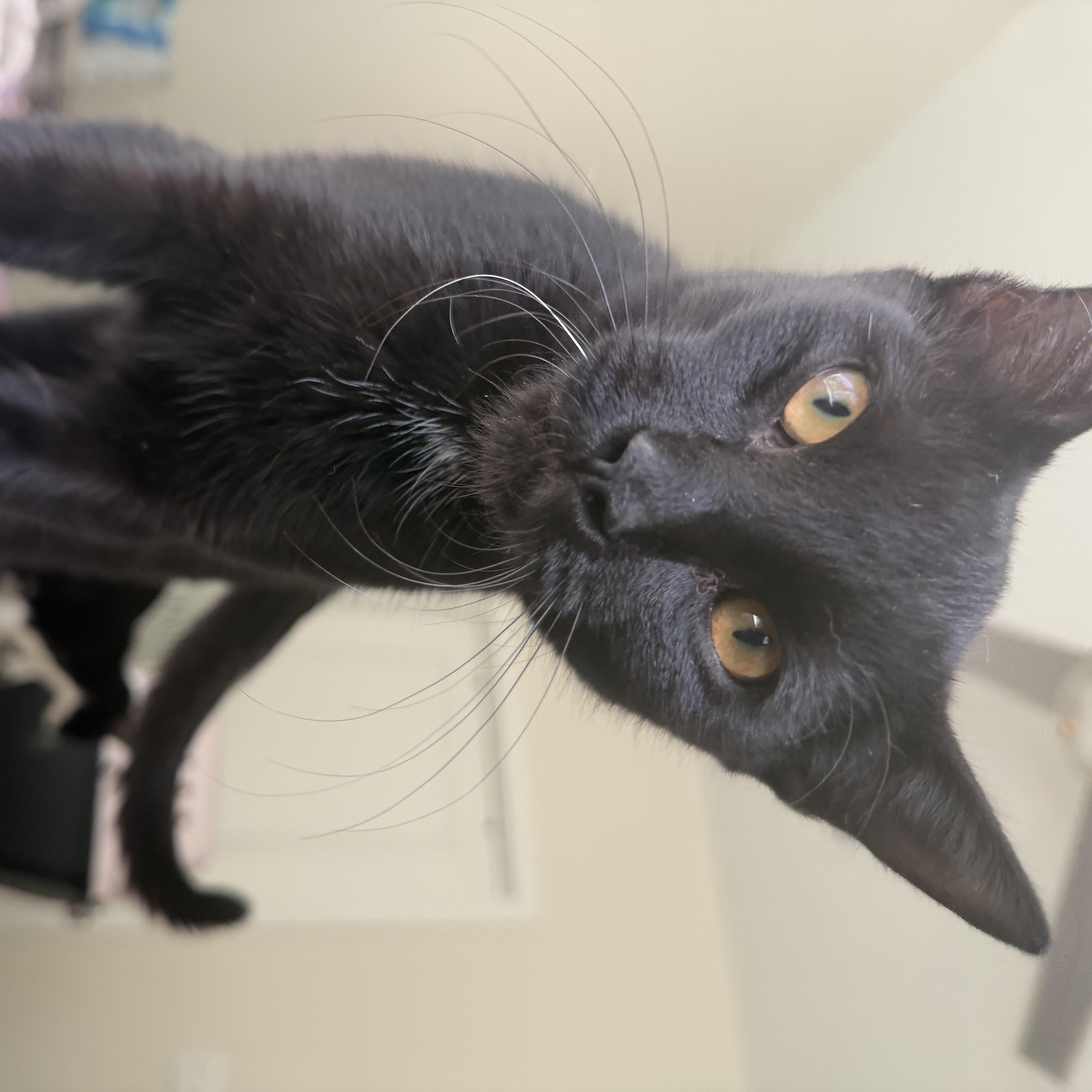 Enlarge bambi, a Adoptable Domestic Short Hair in Leland, NC image 2/4