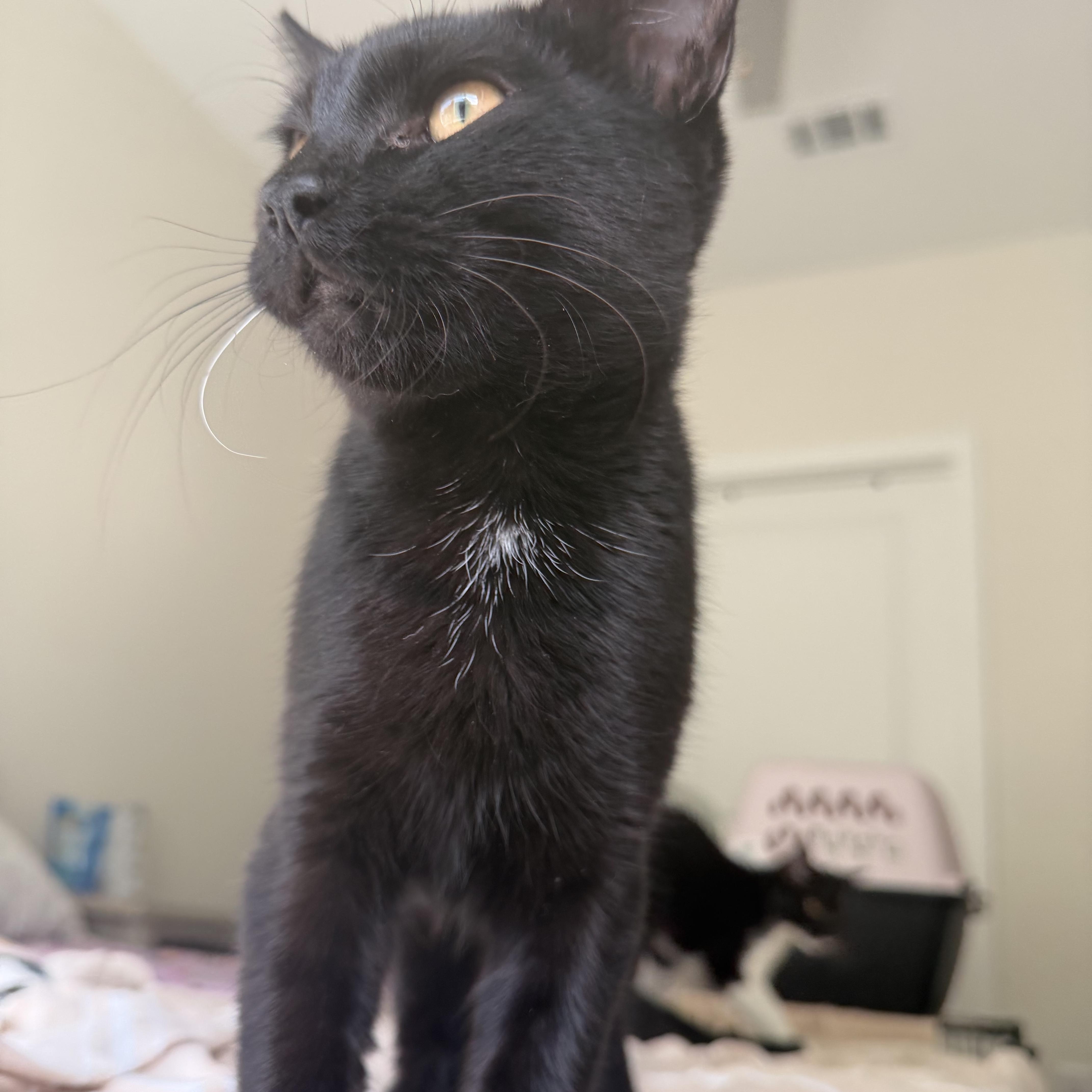 Enlarge bambi, a Adoptable Domestic Short Hair in Leland, NC image 1/4