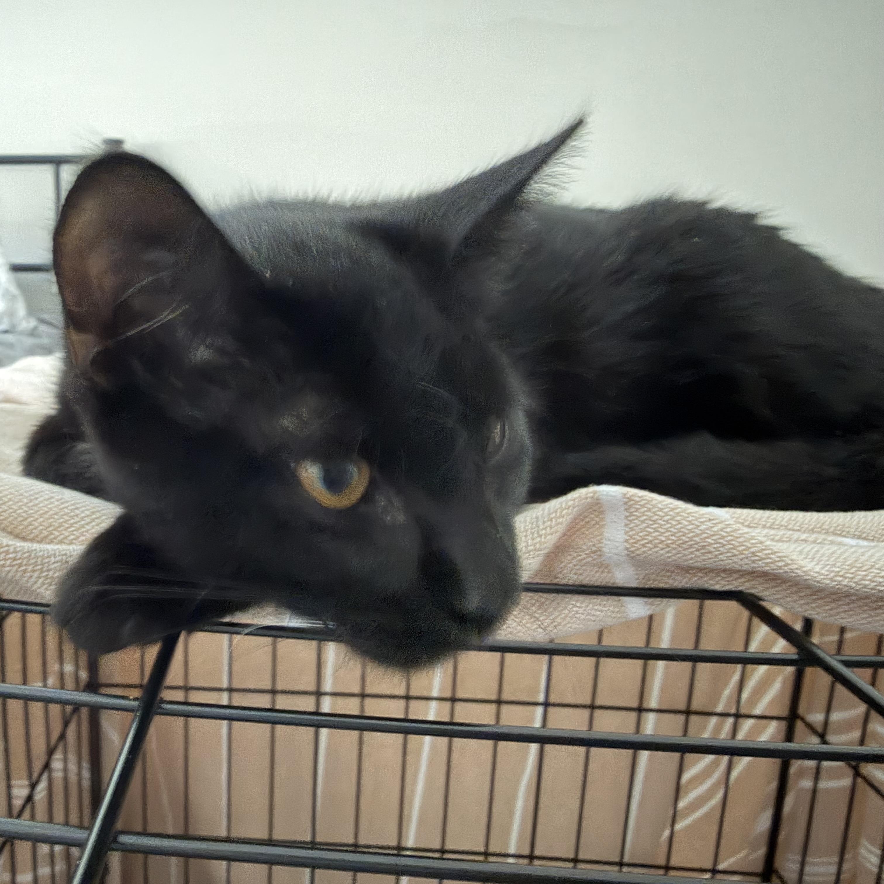 Enlarge bambi, a Adoptable Domestic Short Hair in Leland, NC image 4/4