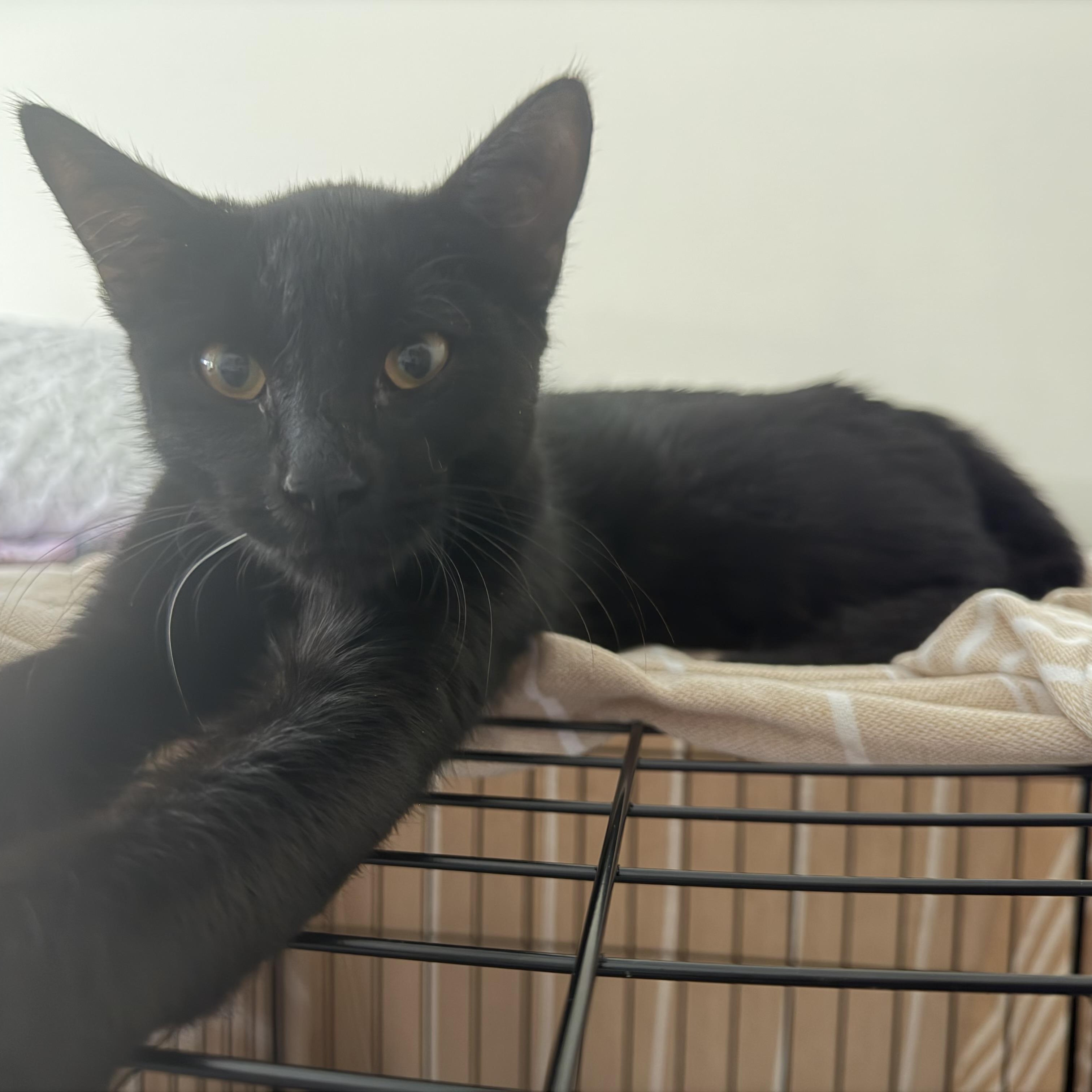 Enlarge bambi, a Adoptable Domestic Short Hair in Leland, NC image 3/4