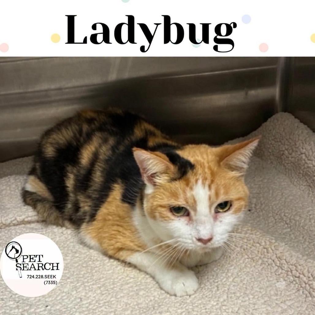 Enlarge Ladybug, a Adoptable Domestic Short Hair in Washington, PA image 1/1