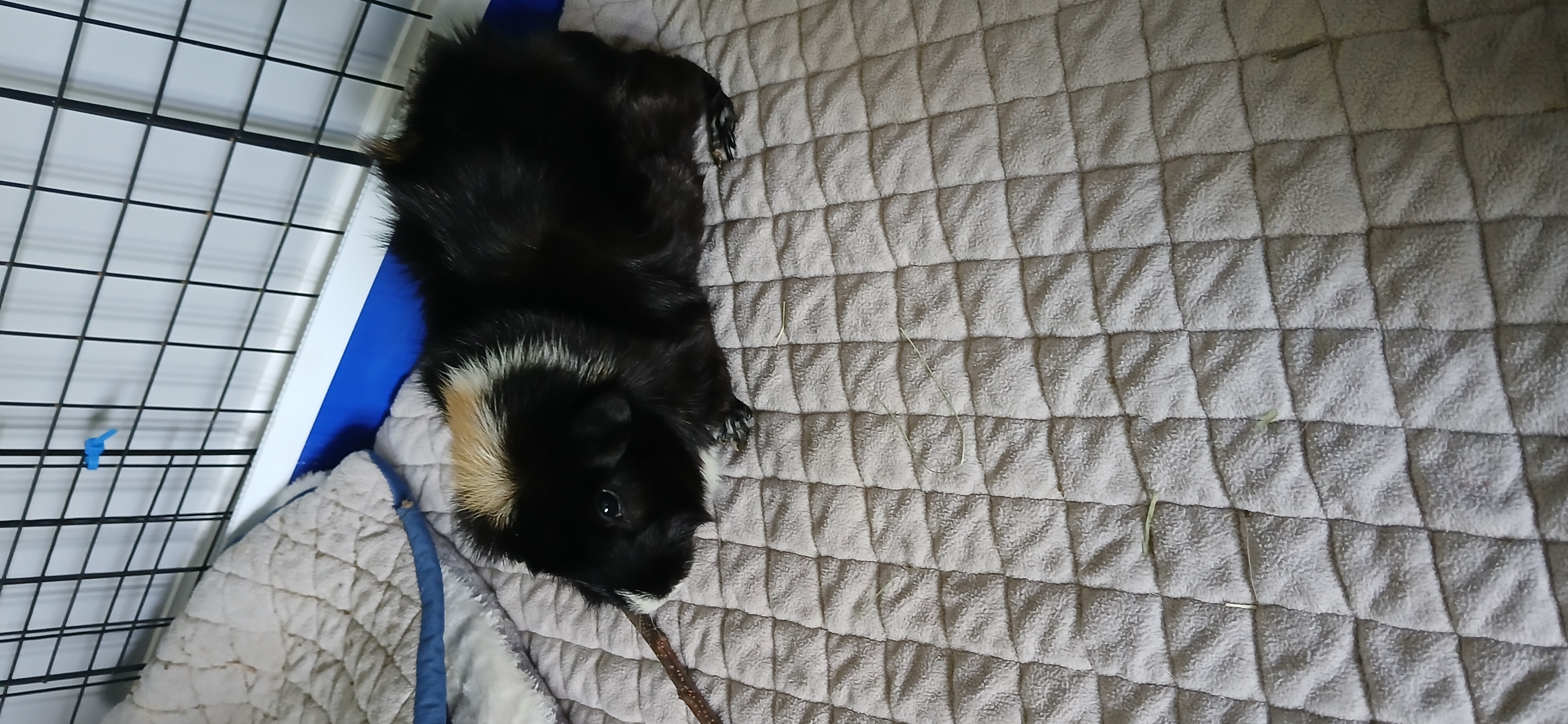 Blueberry, adoptable, Senior Male Guinea Pig.