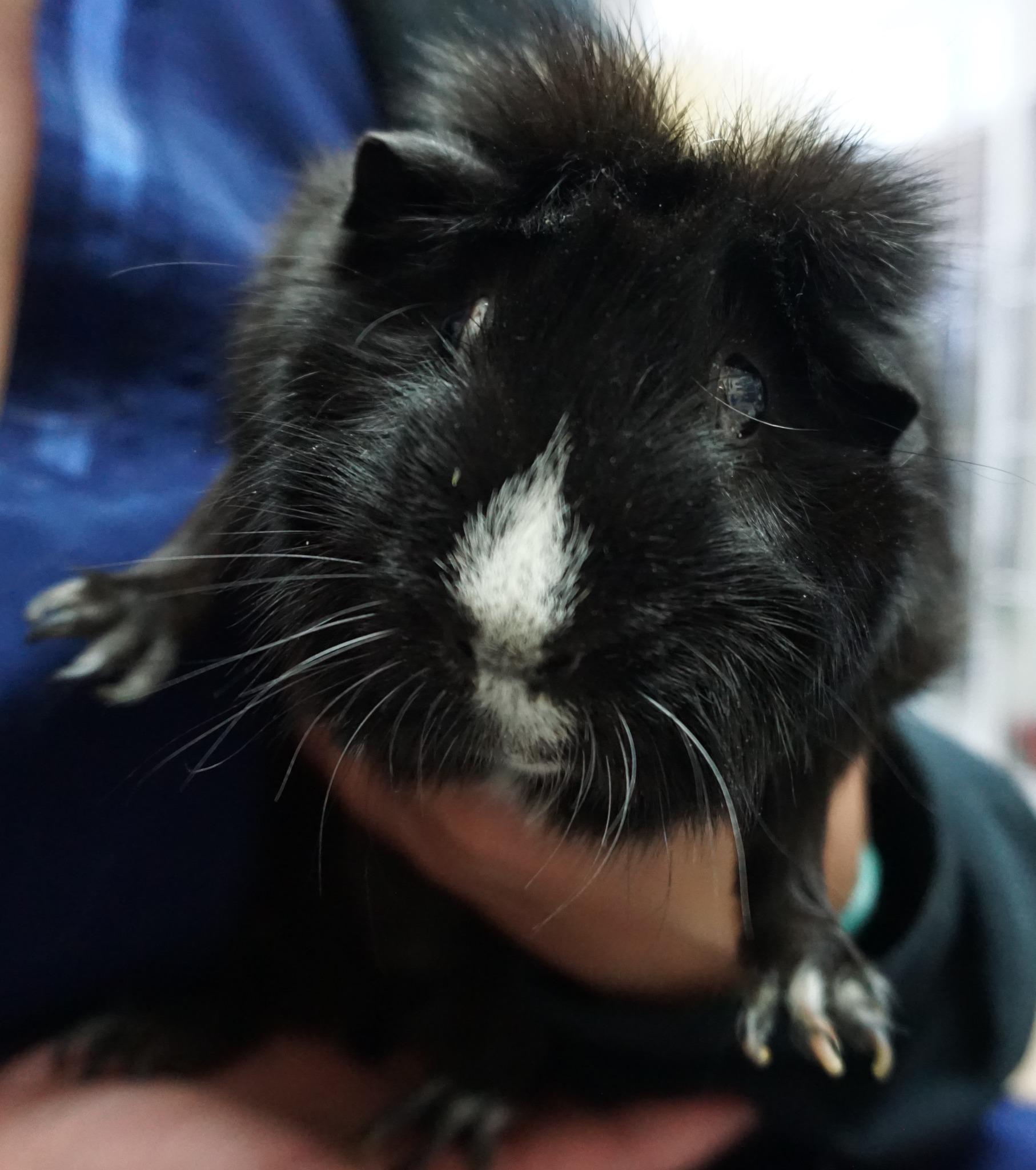 Blueberry, an adoptable Guinea Pig in Saint Paul, MN image 6/6