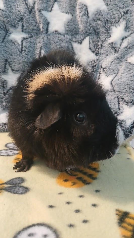Blueberry, adoptable, Senior Male Guinea Pig.