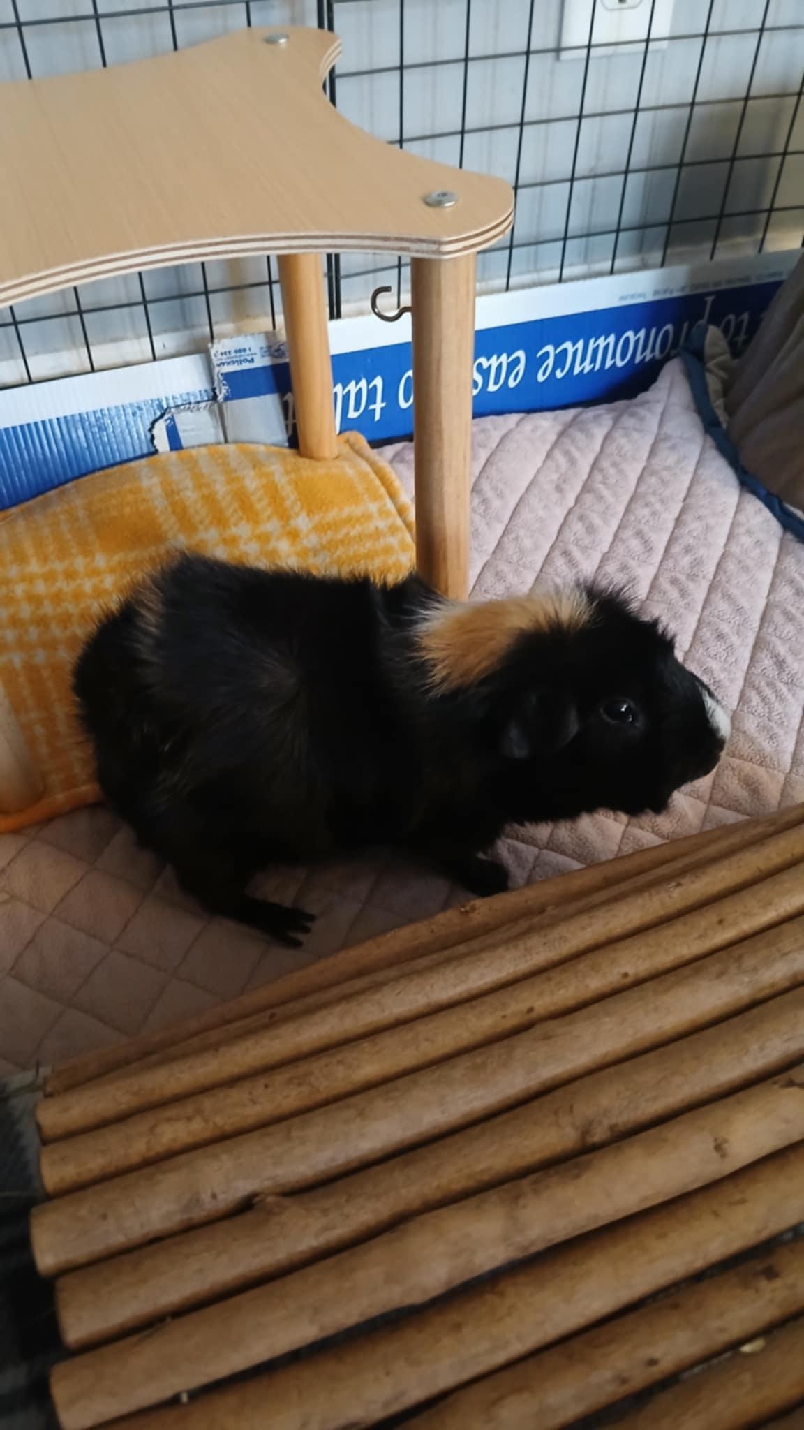 Blueberry, an adoptable Guinea Pig in Saint Paul, MN image 5/6