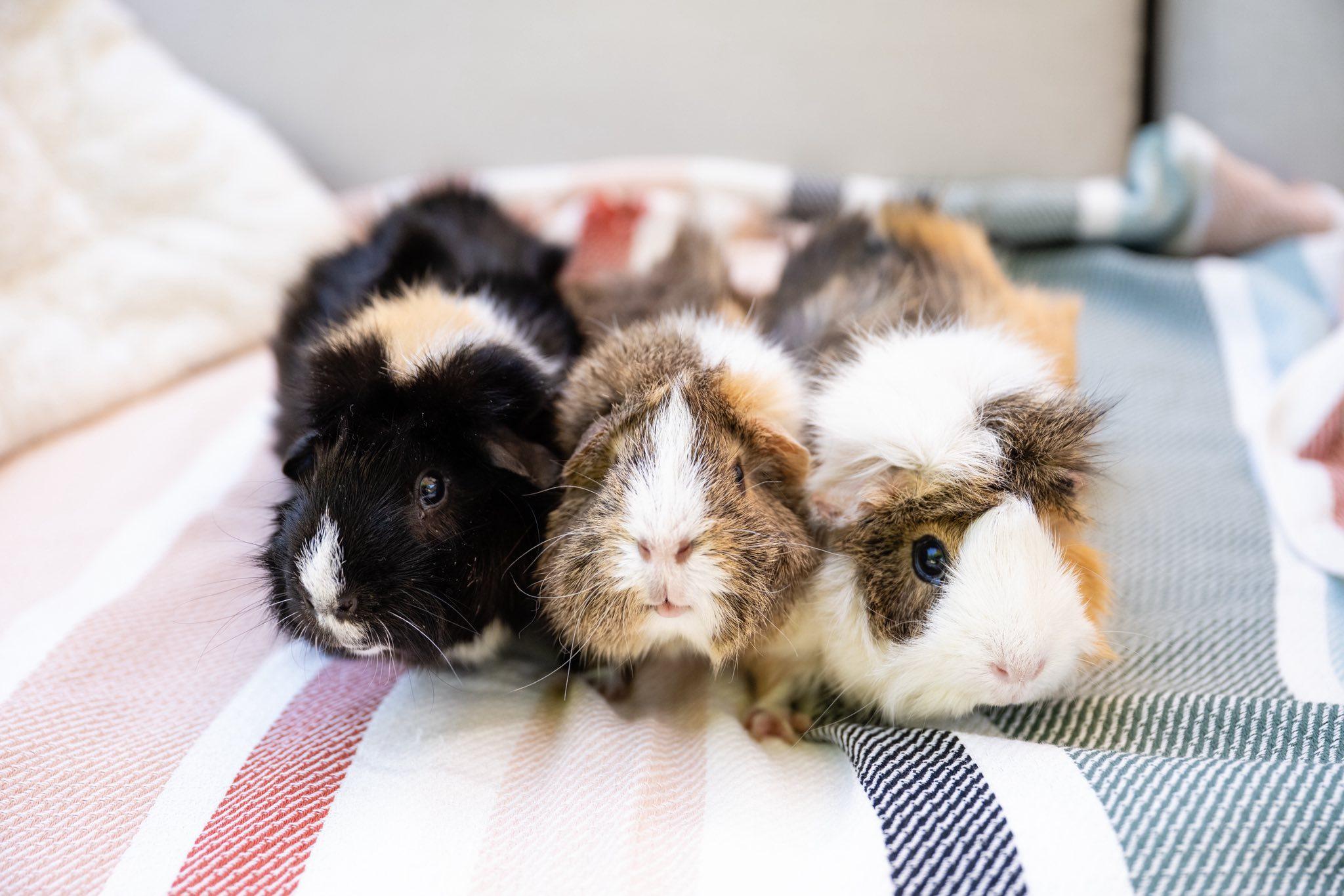 Blueberry, an adoptable Guinea Pig in Saint Paul, MN image 2/6