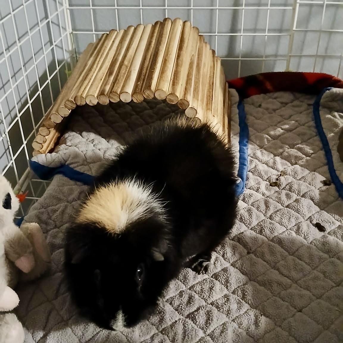 Enlarge Blueberry, an adoptable Guinea Pig in Saint Paul, MN image 1/6