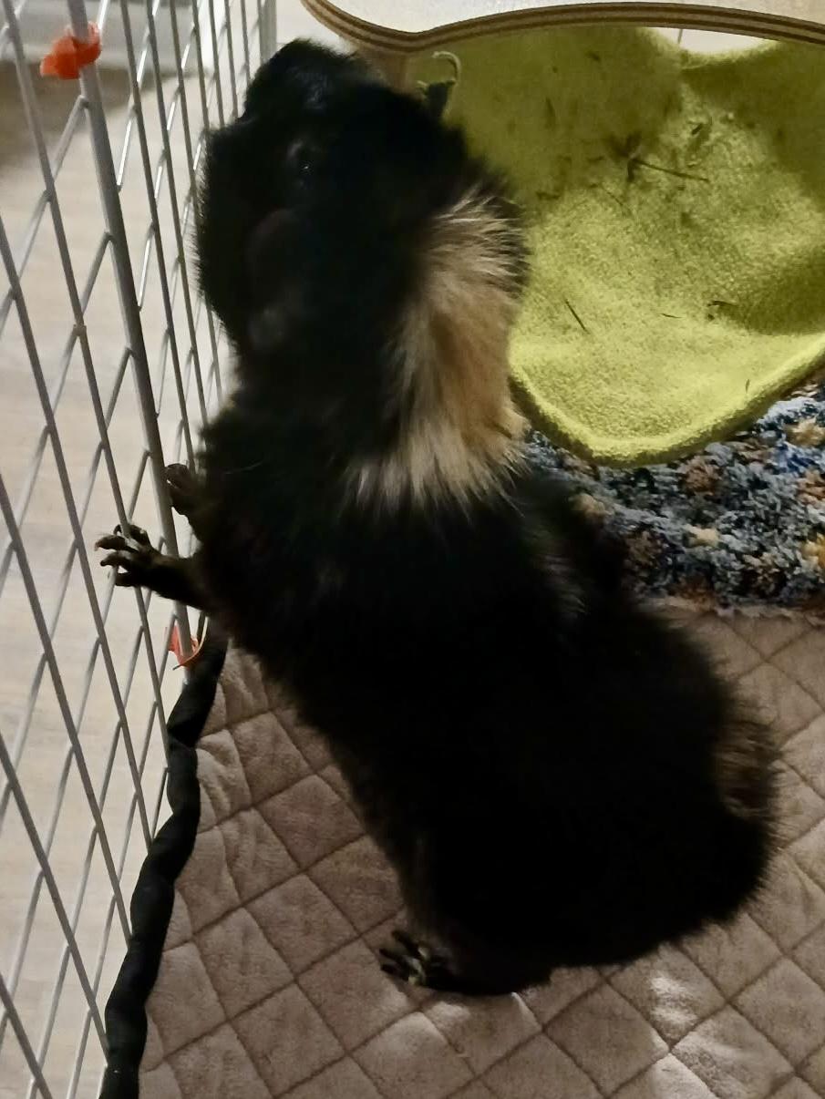 Enlarge Blueberry, an adoptable Guinea Pig in Saint Paul, MN image 6/6