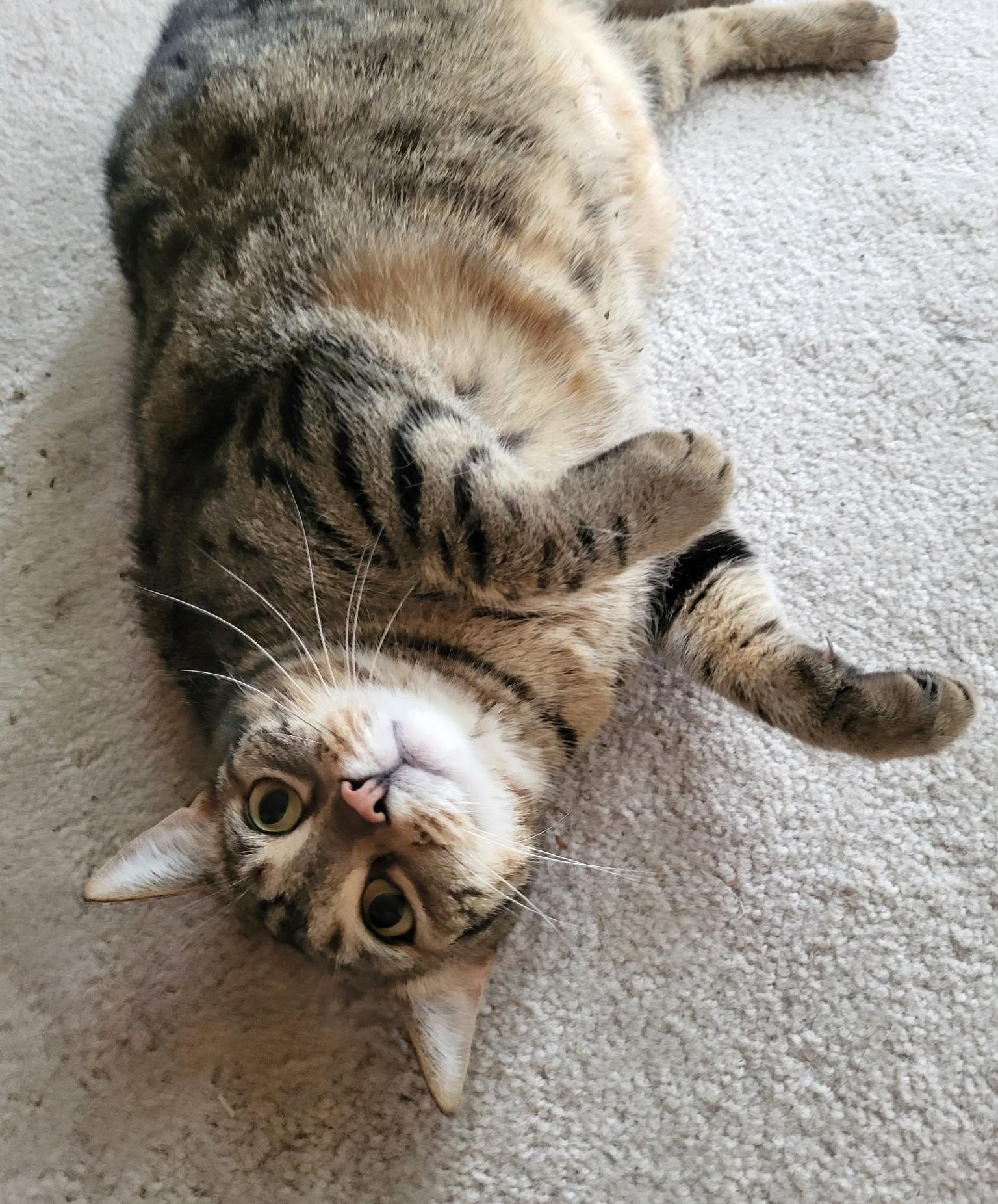 Rascal, ADOPTABLE, Young Female Tabby.