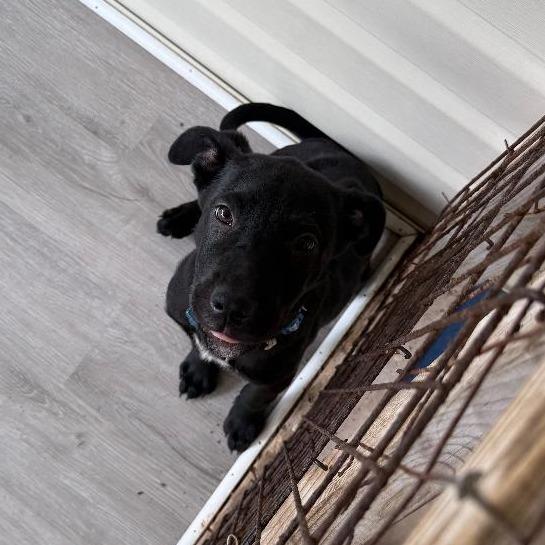 Saul, Adoptable, Young Male Mixed Breed.