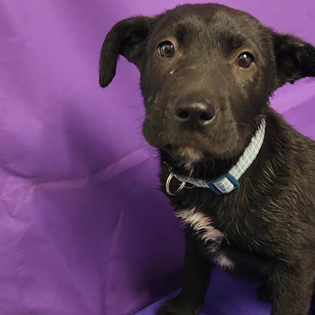 Saul, a Adoptable Mixed Breed in North Myrtle Beach, SC image 2/5