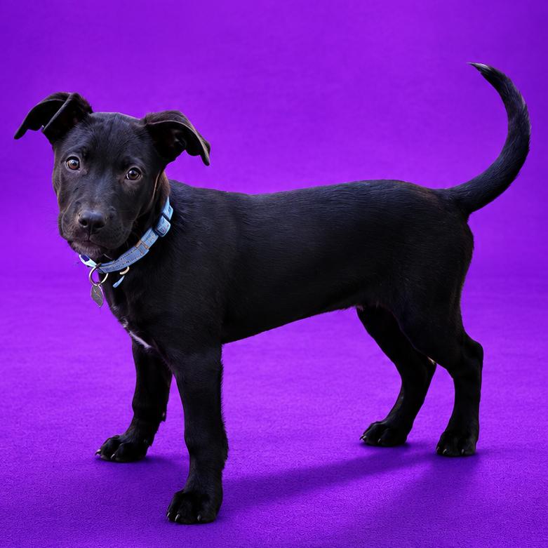 Saul, a Adoptable Mixed Breed in North Myrtle Beach, SC image 3/5
