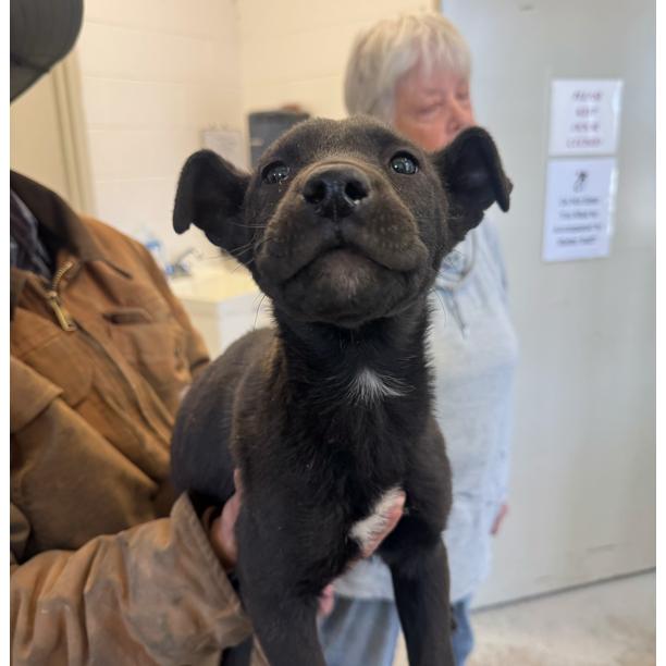 Saul, a Adoptable Mixed Breed in North Myrtle Beach, SC image 4/5