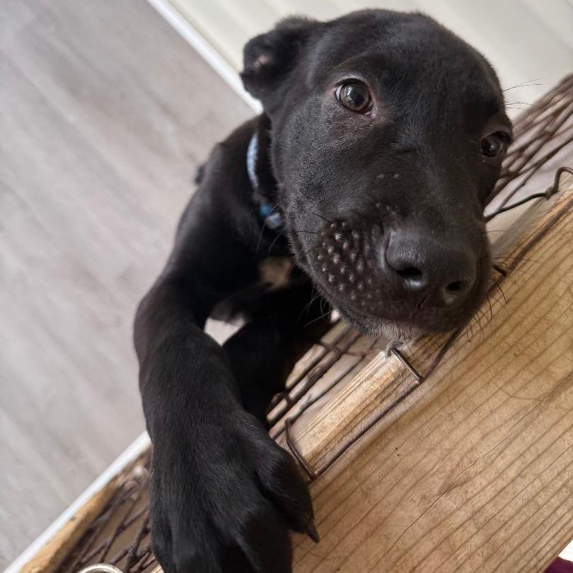 Saul, a Adoptable Mixed Breed in North Myrtle Beach, SC image 5/5