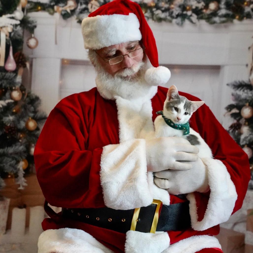 Puma, Adoptable, Kitten Male Domestic Short Hair.