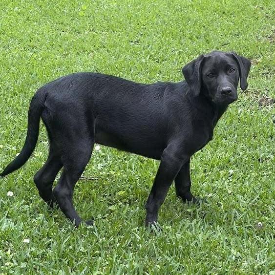 Ana, Adoptable, Puppy Female Labrador Retriever.