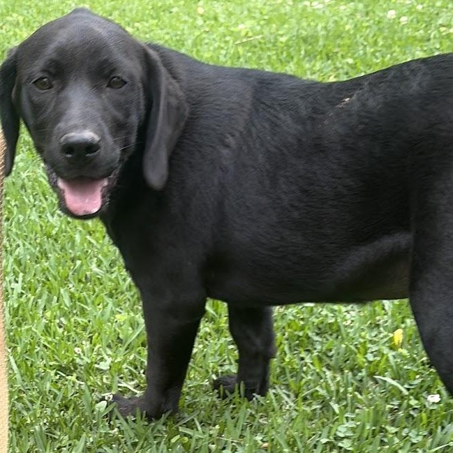 Enlarge Ana, a Adoptable mixed breed in Ransomville, NY image 5/6