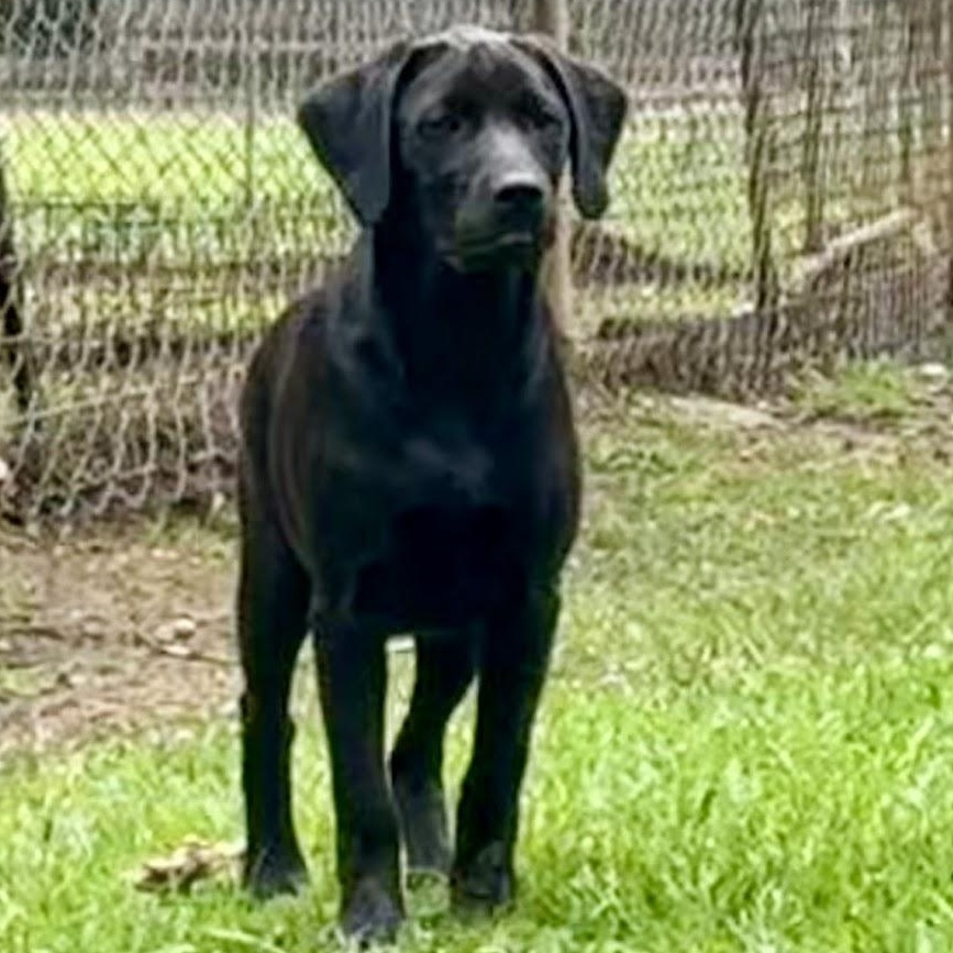 Enlarge Ana, a Adoptable mixed breed in Ransomville, NY image 6/6