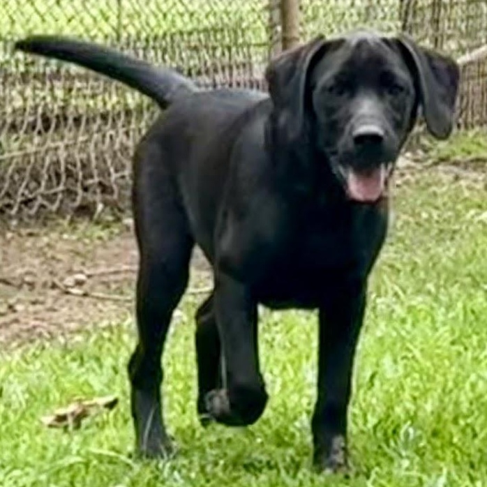 Enlarge Ana, a Adoptable mixed breed in Ransomville, NY image 2/6