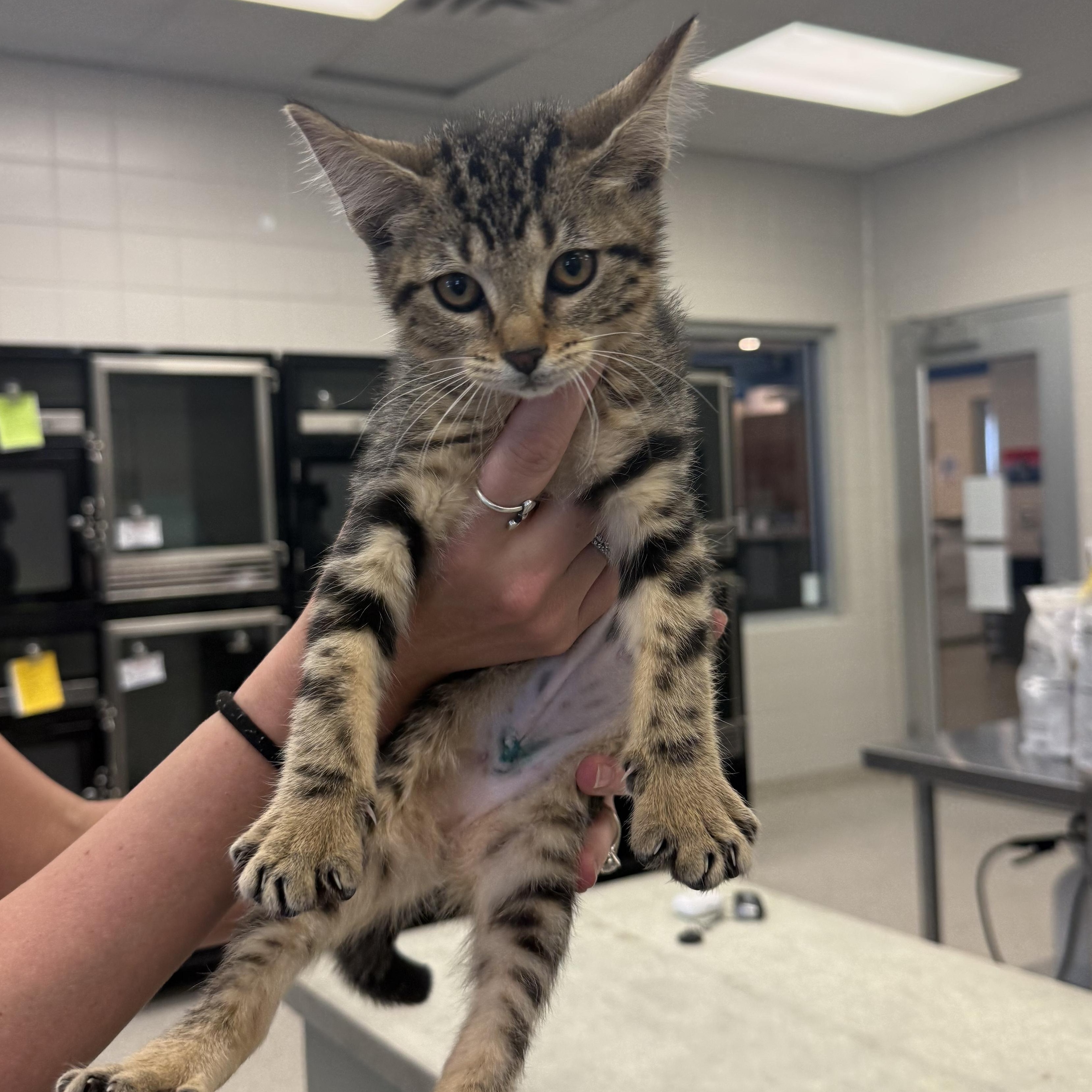 Enlarge Lolli, a Adopted Domestic Short Hair in Kearney, NE image 1/1