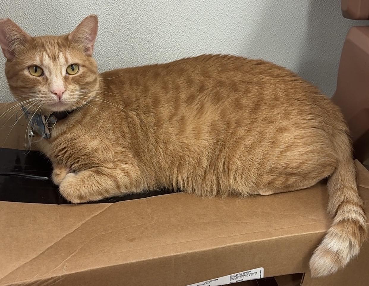 Enlarge Senjay, a Adoptable Domestic Short Hair in Kearneysville, WV image 1/2