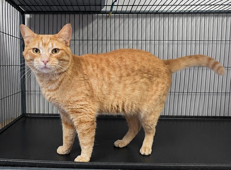 Enlarge Senjay, a ADOPTABLE Domestic Short Hair in Kearneysville, WV image 1/1