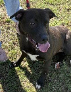 Enlarge DA 10 Violet, a Adoptable mixed breed in Glen Allen, VA image 1/3