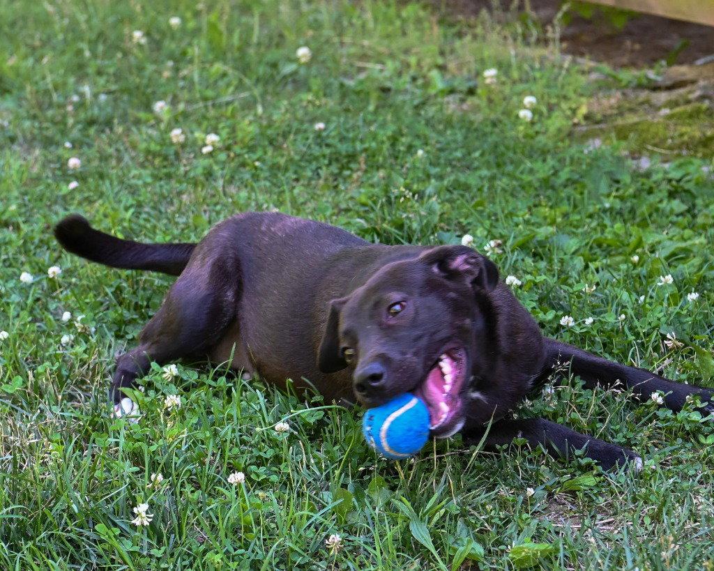 Enlarge DA 10 Violet, a Adoptable mixed breed in Glen Allen, VA image 2/3