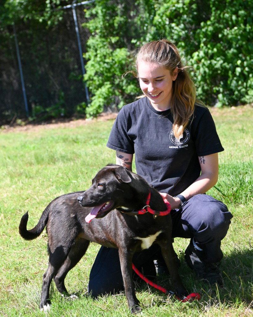 Enlarge DA 10 Violet, a Adoptable mixed breed in Glen Allen, VA image 3/3
