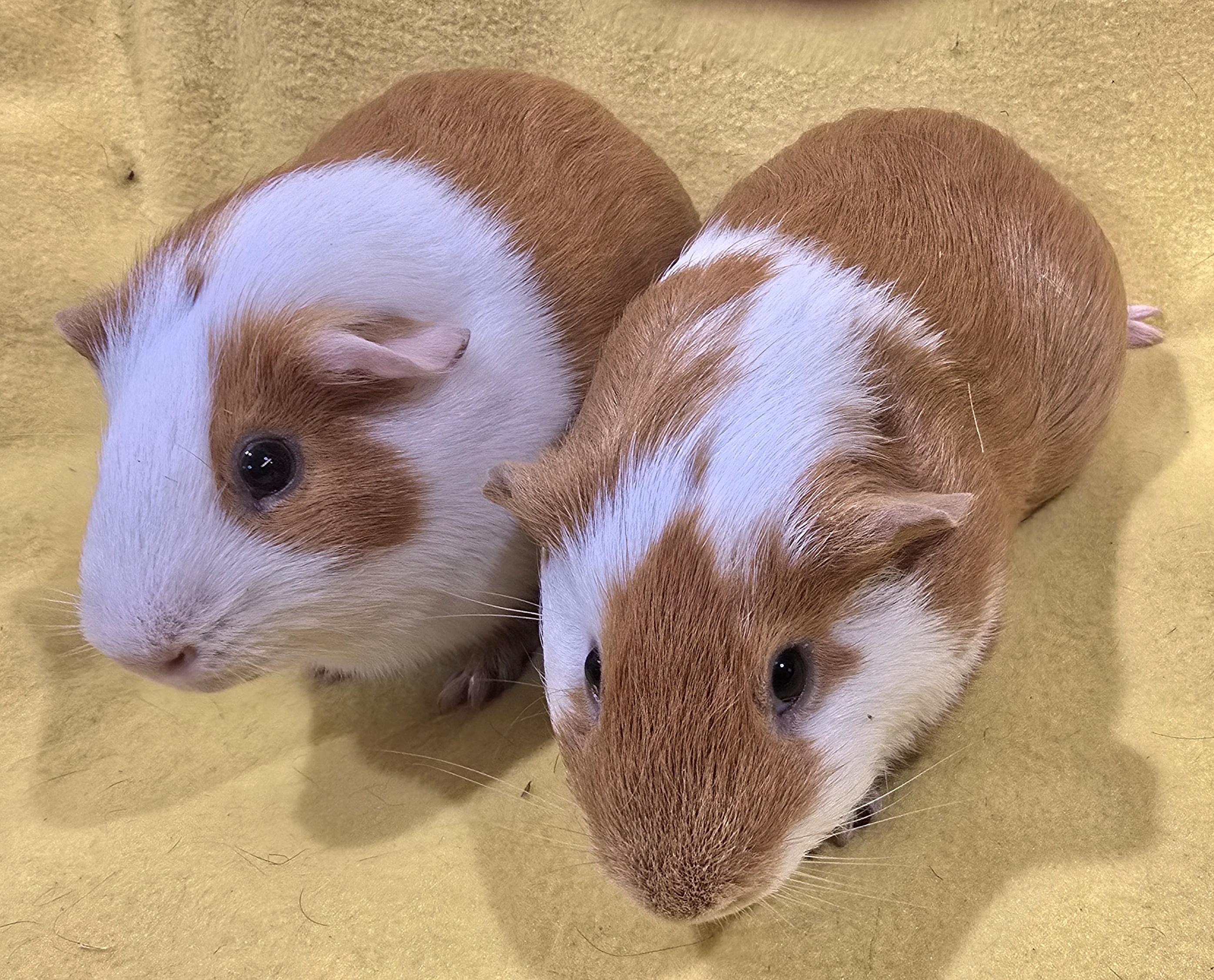 Enlarge Gus and Rory, a ADOPTABLE Short-Haired in New Kensington, PA image 2/4