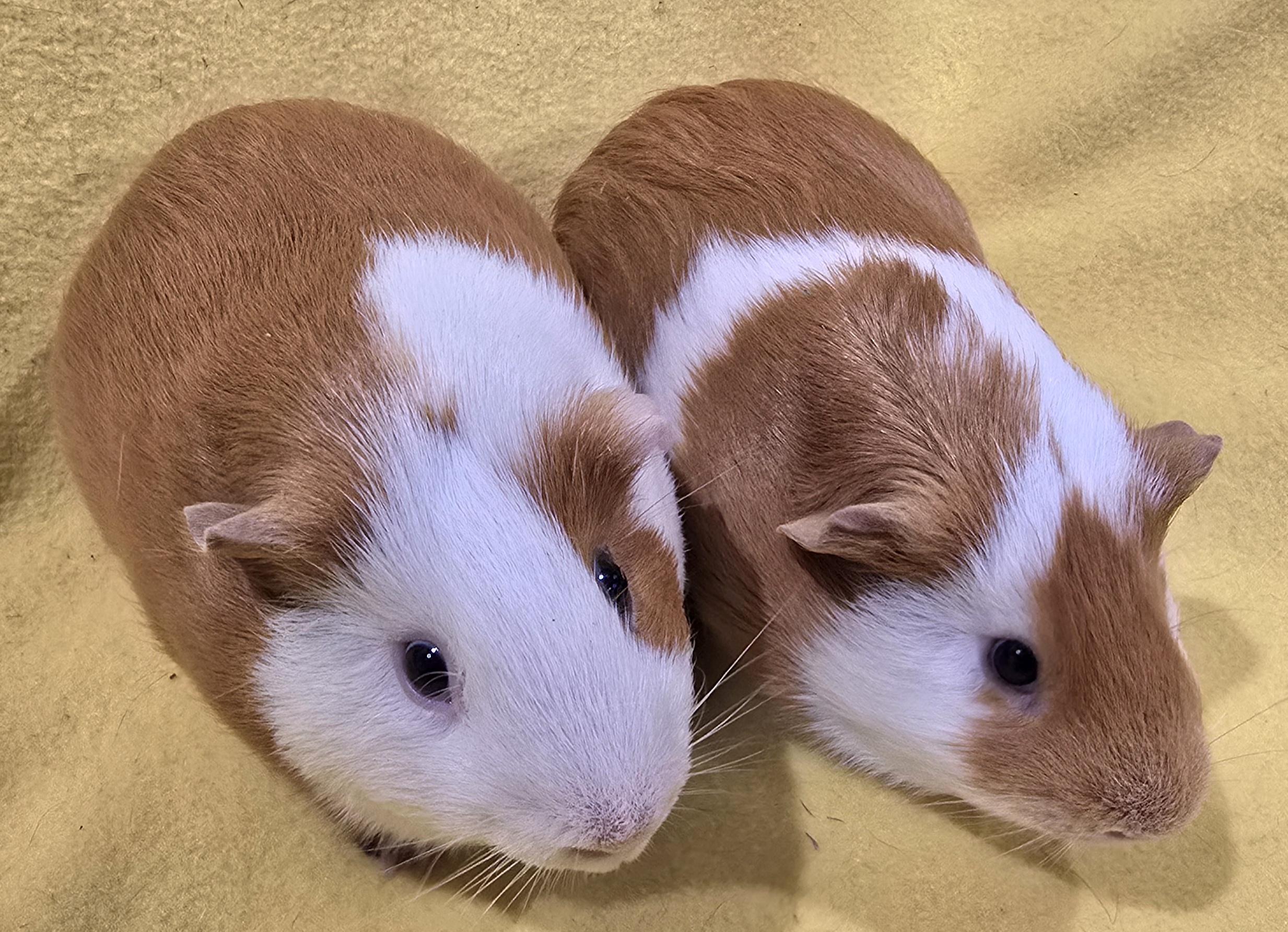 Enlarge Gus and Rory, a ADOPTABLE Short-Haired in New Kensington, PA image 4/4