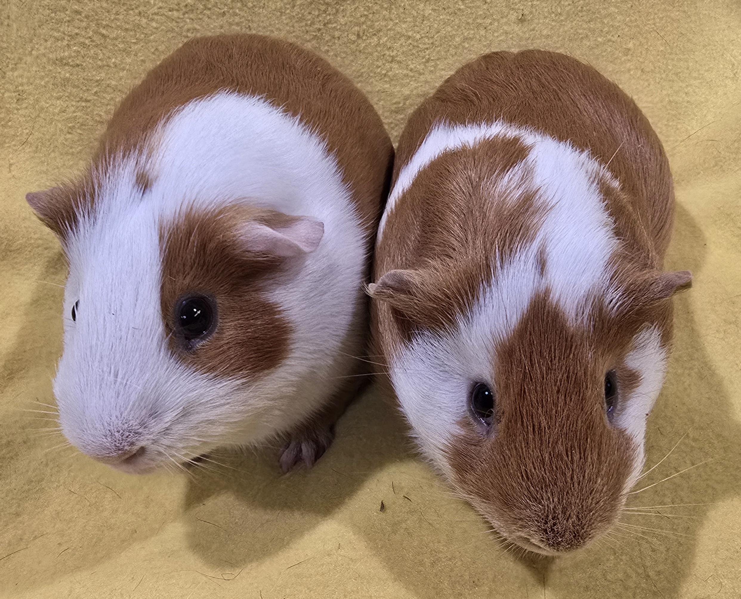Gus and Rory, ADOPTABLE, Young Male Short-Haired.