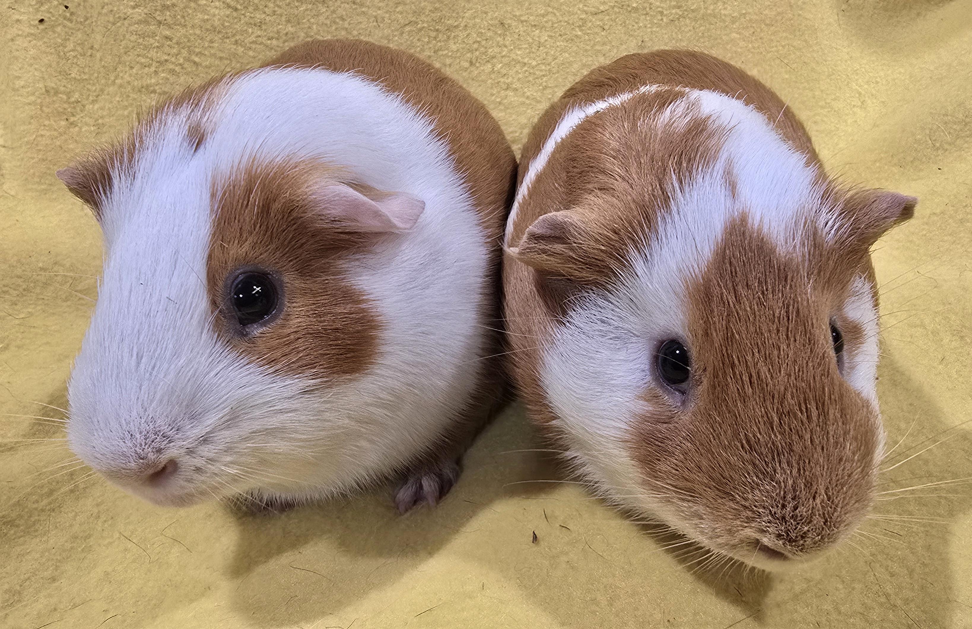 Enlarge Gus and Rory, a ADOPTABLE Short-Haired in New Kensington, PA image 3/4