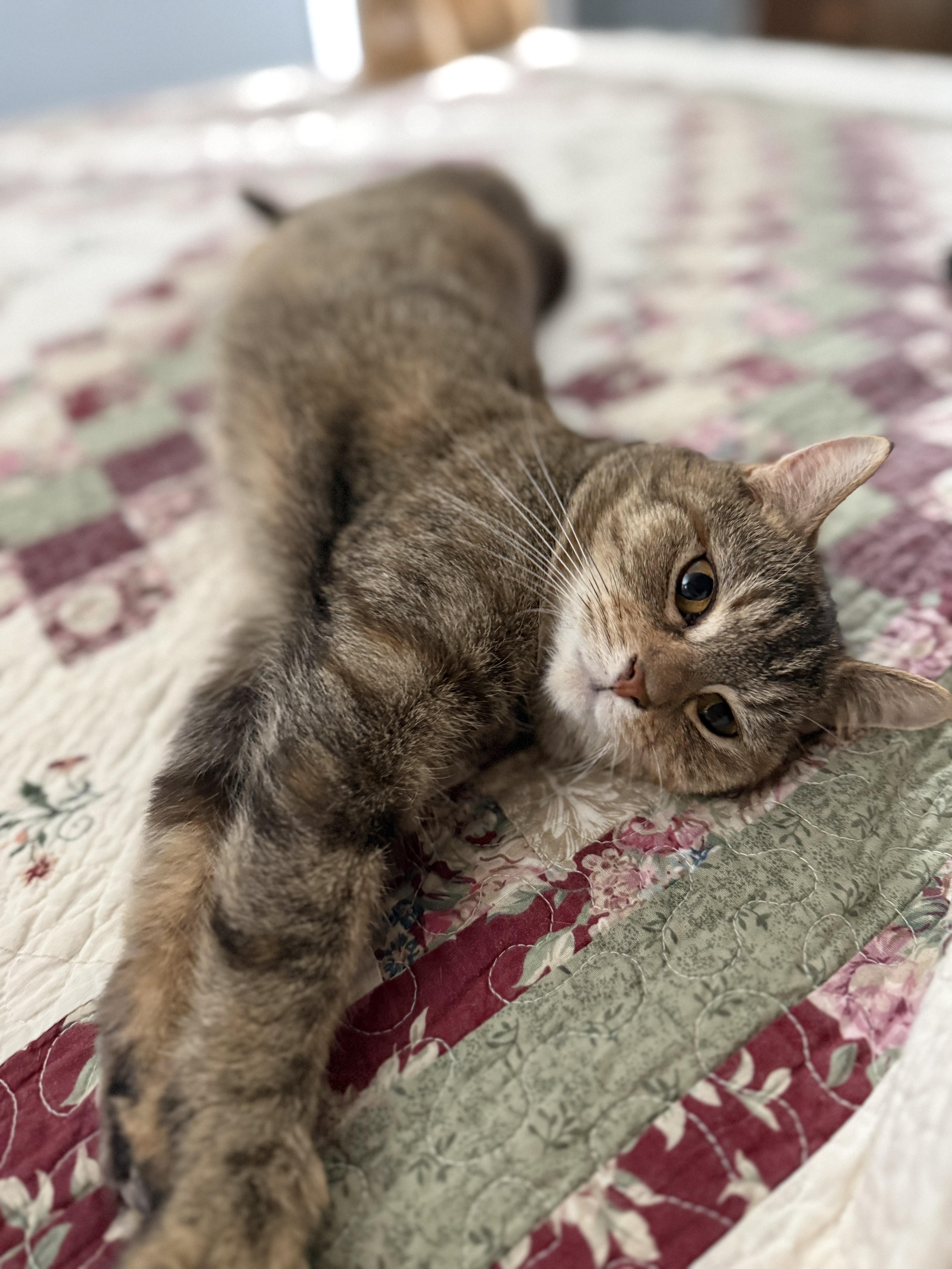 Enlarge PJ, a ADOPTABLE Domestic Short Hair in Corydon, IN image 2/2