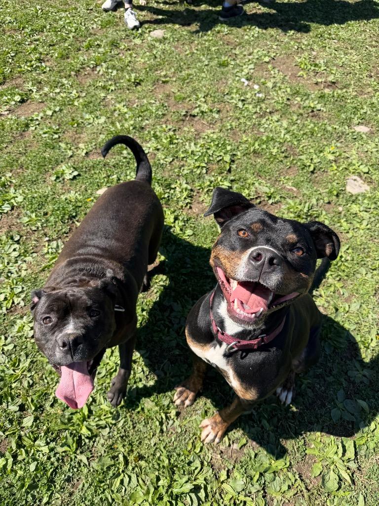 Mojo Jojo, a Adoptable mixed breed in Hyde Park, NY image 2/6