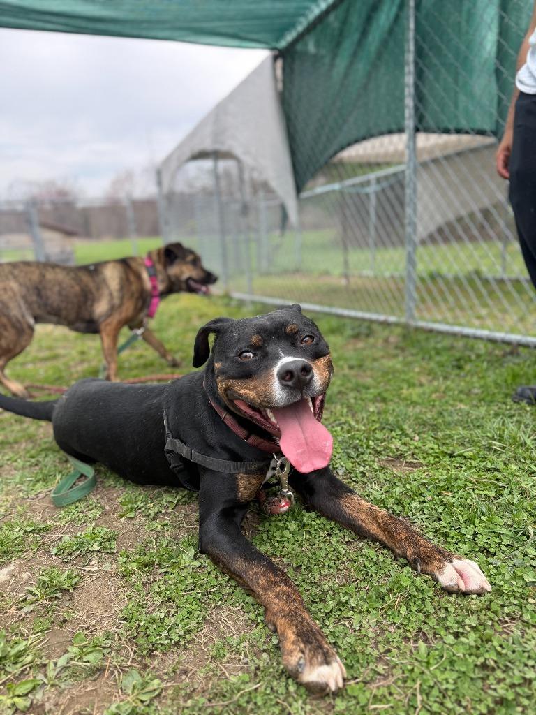 Enlarge Mojo Jojo, a Adoptable mixed breed in Hyde Park, NY image 4/6