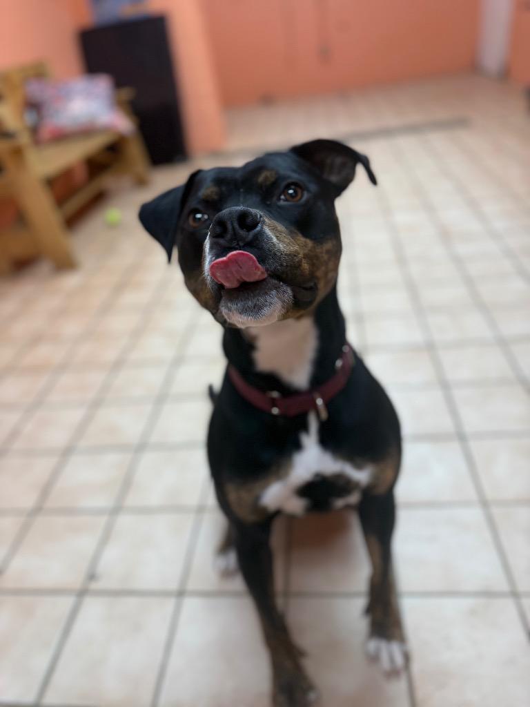 Mojo Jojo, a Adoptable mixed breed in Hyde Park, NY image 4/6