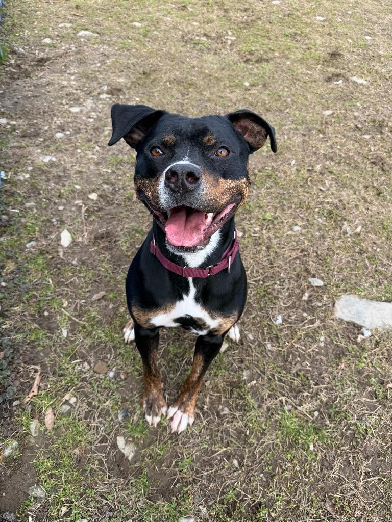 Enlarge Mojo Jojo, a Adoptable mixed breed in Hyde Park, NY image 3/4