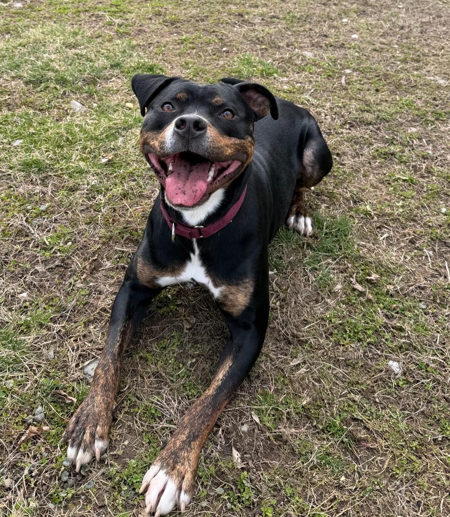 Enlarge Mojo Jojo, a Adoptable mixed breed in Hyde Park, NY image 4/4