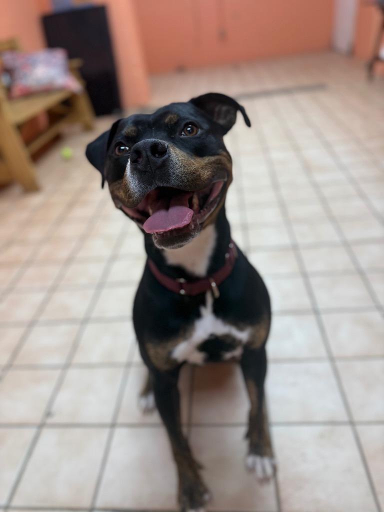 Mojo Jojo, a Adoptable mixed breed in Hyde Park, NY image 6/6