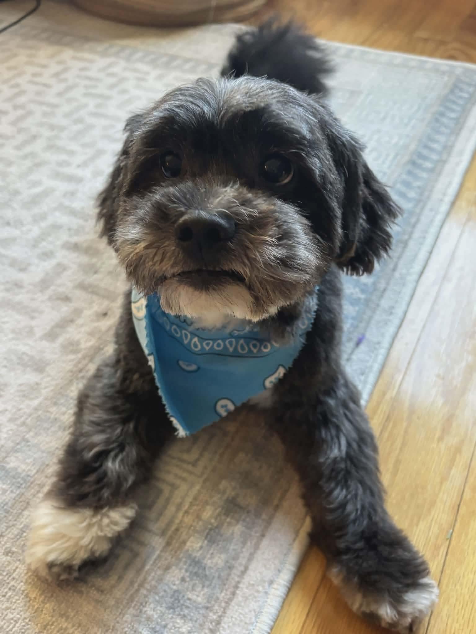 King, a Adoptable Schnauzer in Westwood, NJ image 3/3