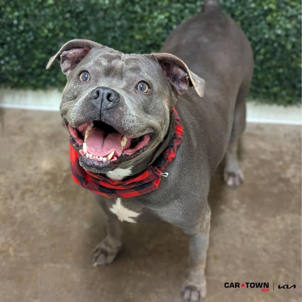 Star, Adoptable, Adult Female Pit Bull Terrier.